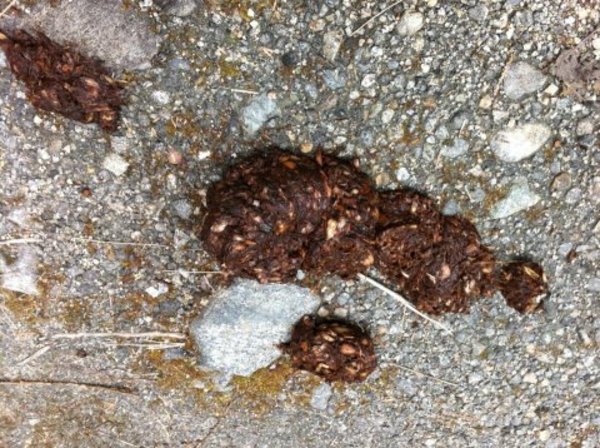 Bear scat .. coz you know you are interested