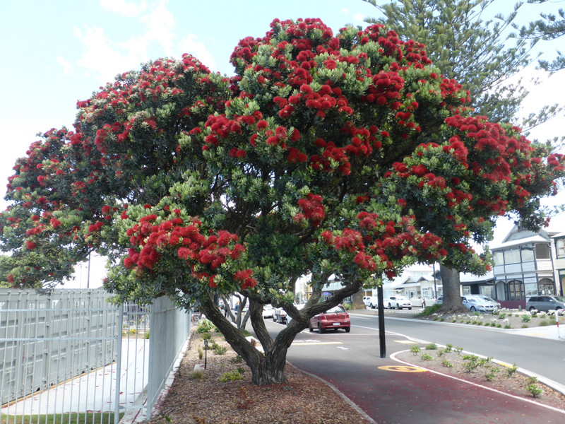 Pohutakawa Tree.