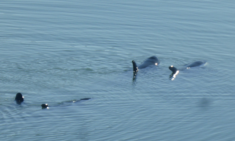Orcas In the Inlet.