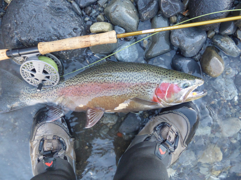 A Lovely Taupo Trout.