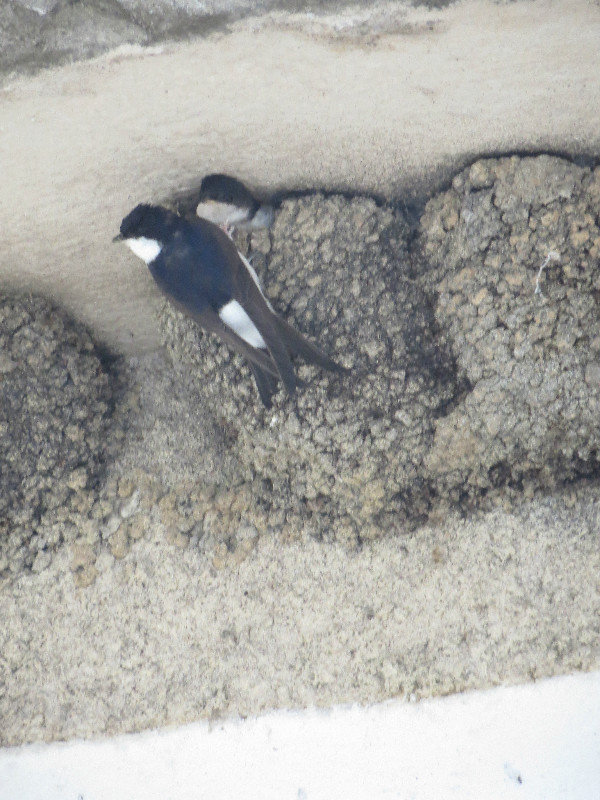 Swallows and their nests.