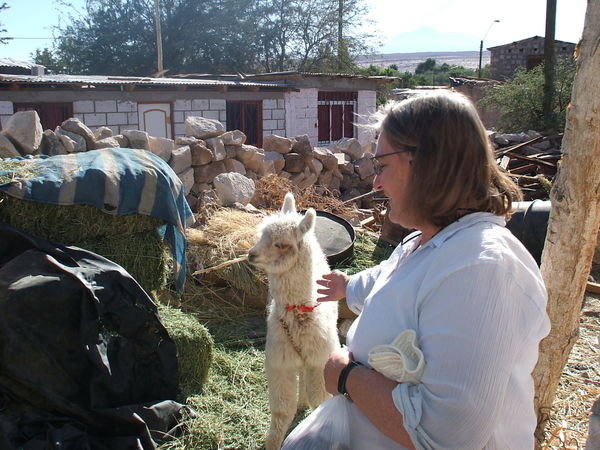 With a llama in someones back yard