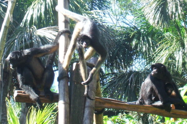 Monkeys at the zoo