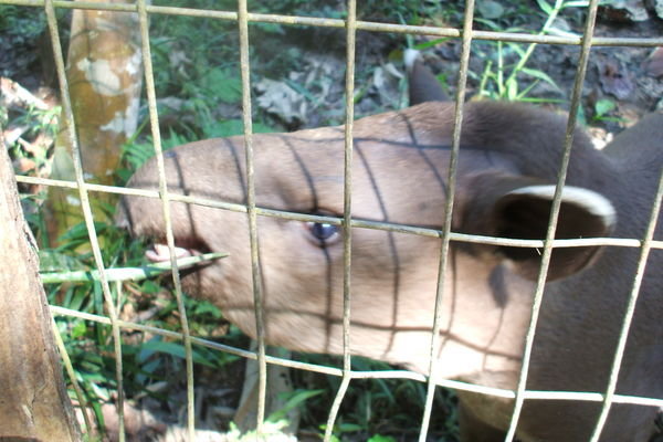 A baby Tapir