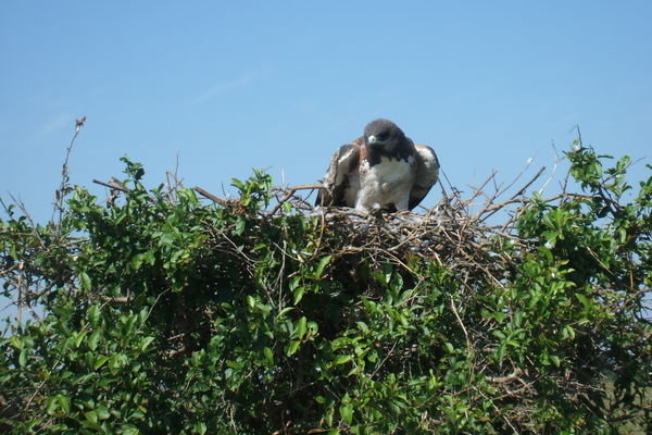 A nesting bird
