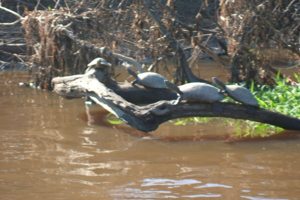 Turtles sunbathing