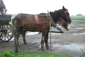 The horses who pulled the wagon