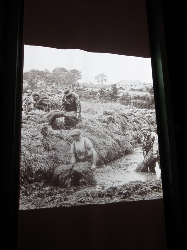 Harvesting the flax