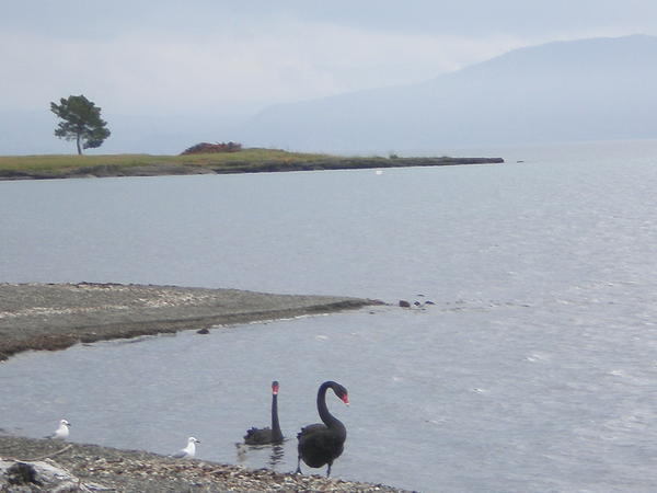 Lake Taupo - swans again