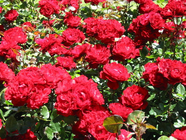 Botanic Garden - roses
