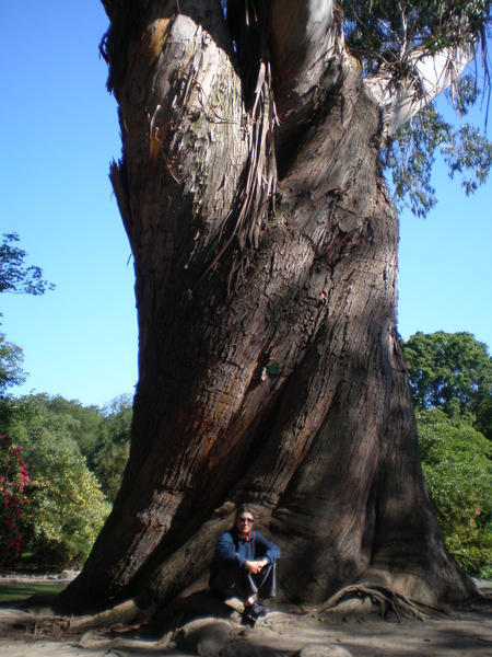 Big Eucalyptus - botanic gardens again