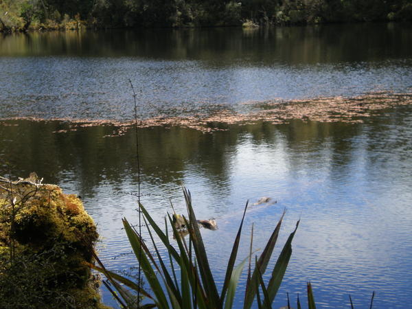 Lake Wombat