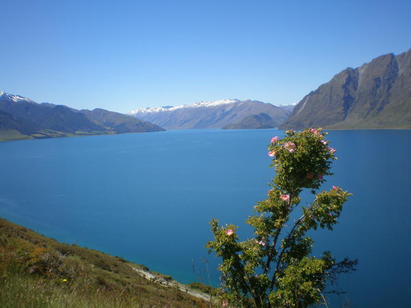 View of lake Hawea and a wild rose