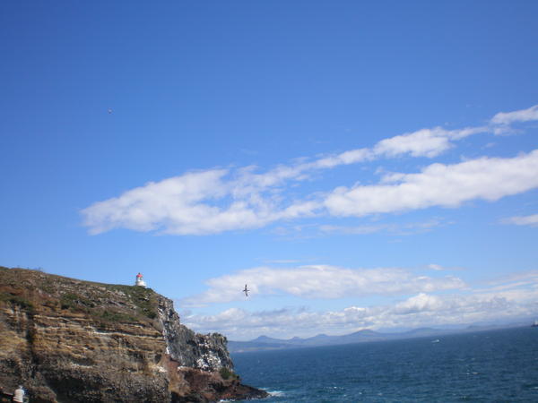 Albatross - Otago Peninsula