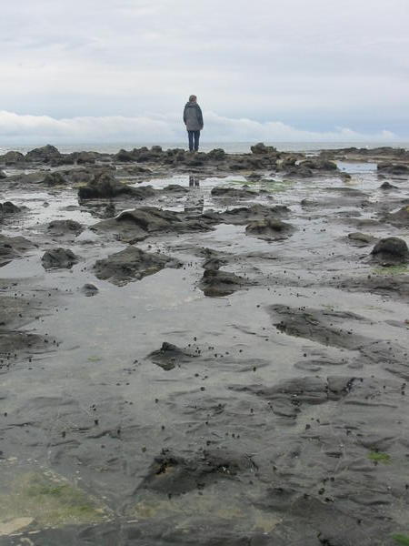 Fossilised Forest - Curio Bay 