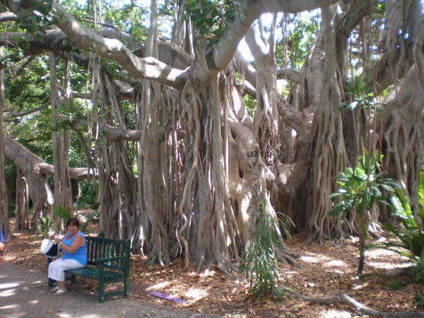 Banyan Tree in Brisbane Botanics