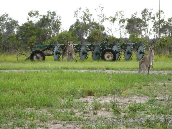 Kangaroos in Bundaberg