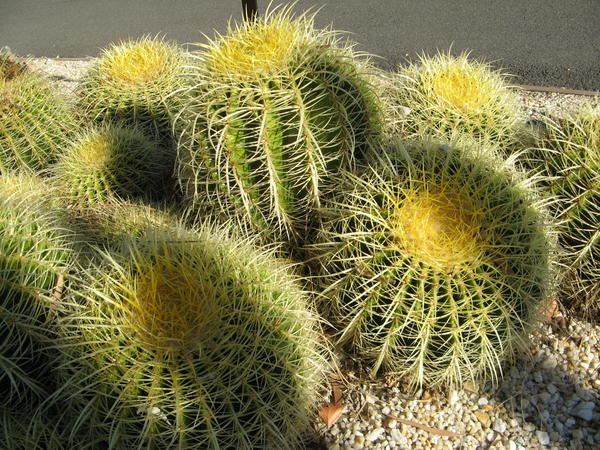 Geelong botanics more cacti
