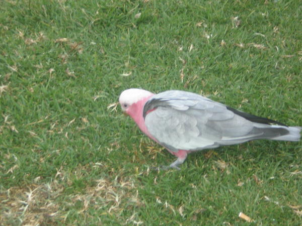  A gallah - a pink & grey cockatoo