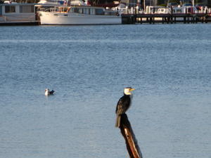 Lakes Entrance - cormorant