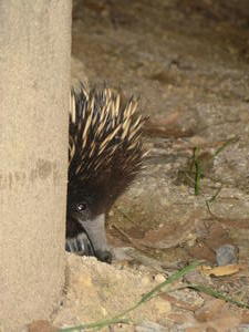 The echidna's face