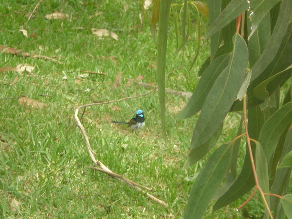 Blue Wren