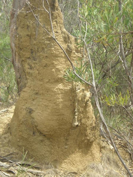 Termite hill