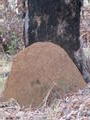 Termite mound in Nannup