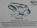 More about Frogs
