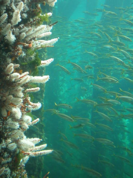 Shoal of Yellow Tails