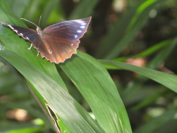 Botanics - a butterfly