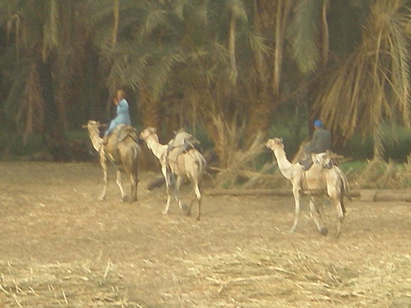 Camels having just drank their fill