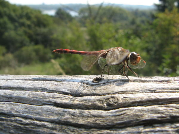 Insect - dragonfly I think