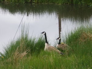 Geese were nesting in the pond