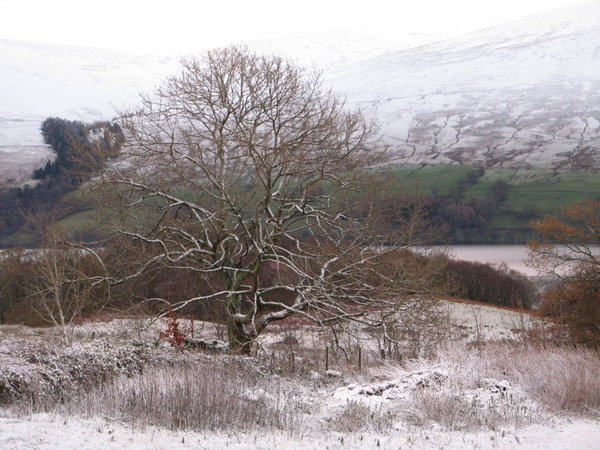 Ash tree in the snow