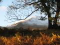 Oct 23 - Ben Lawers from the trees