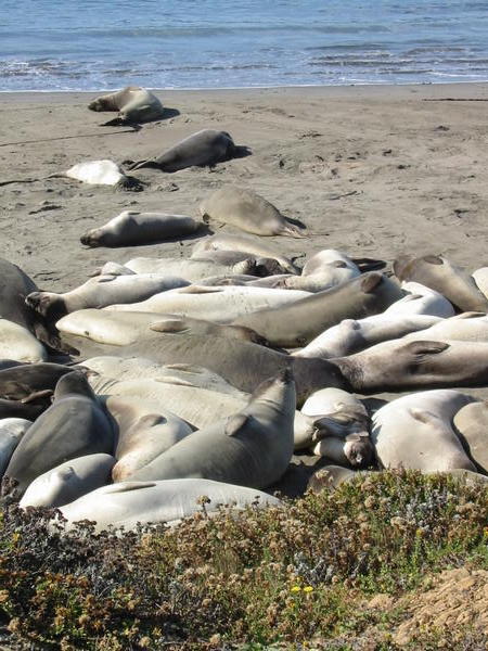 Big Sur - Elephant Seals