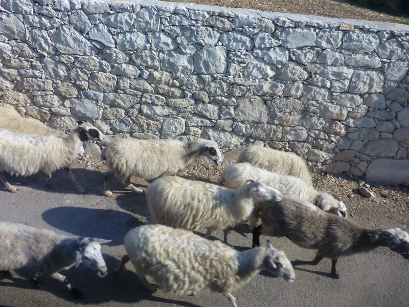 Sheep herding themselves