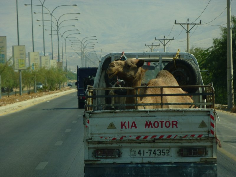 The camel in the truck