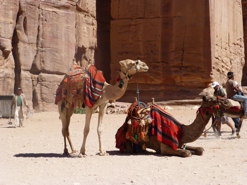 Colourful Camels