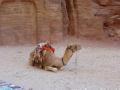 Camel at rest
