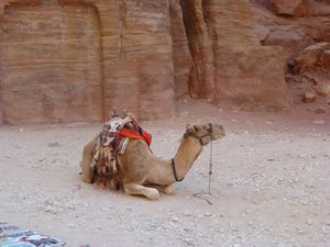 Camel at rest