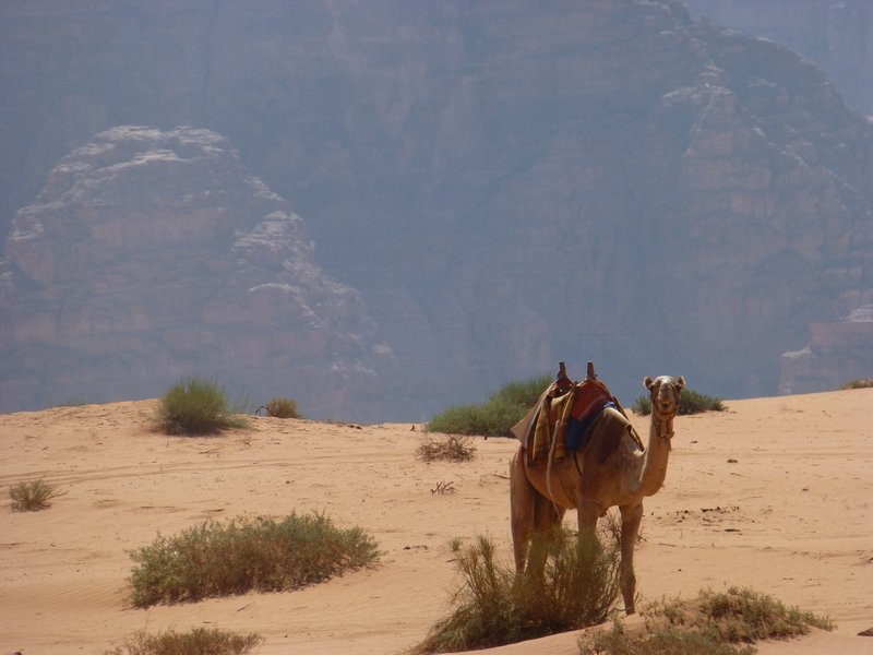 A loner in the Desert