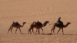 Camels Trekking across the Desert