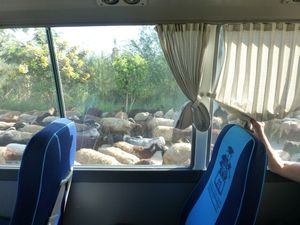 Herd passing the bus