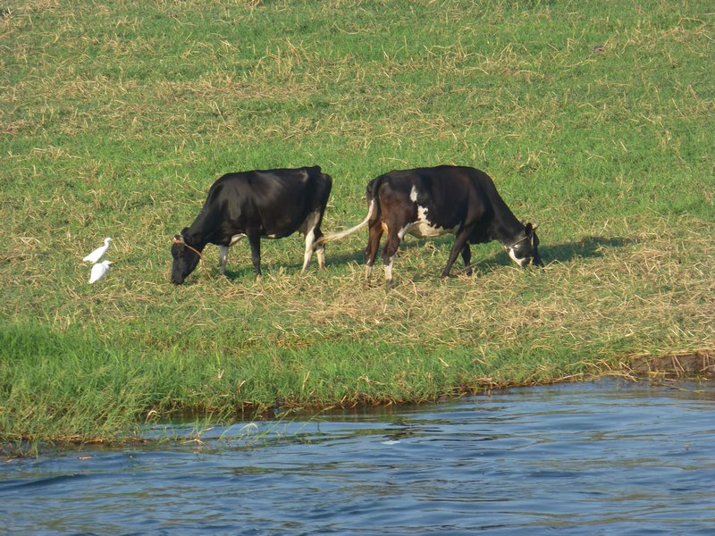 Livestock on the Shoreline of the Nile