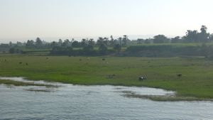 Shoreline Along the Nile