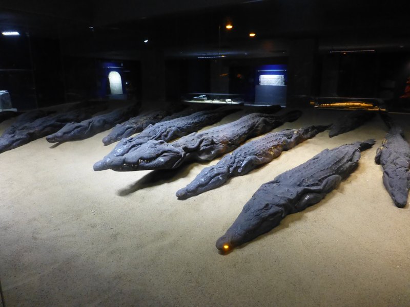 Crocodile Mummie Museum