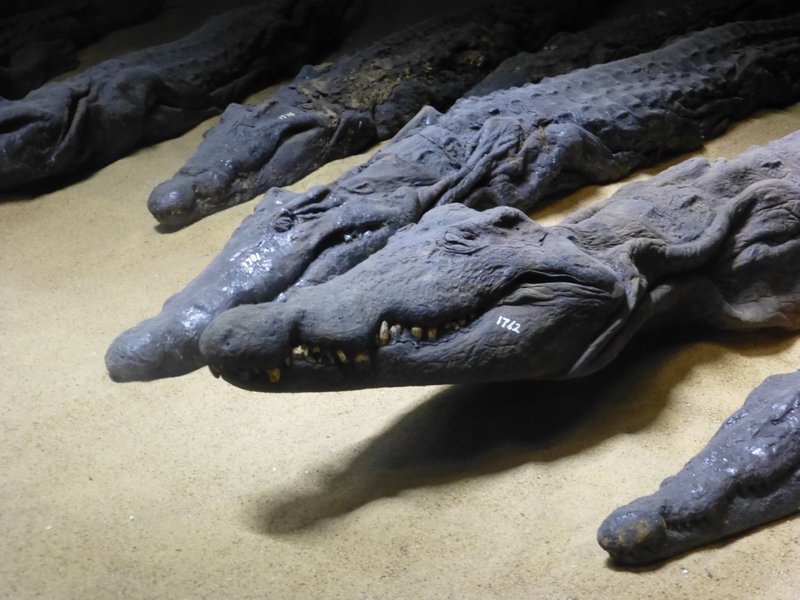 Crocodile Mummie Museum (2)