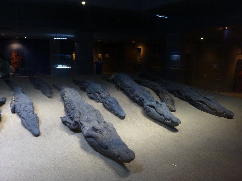 Crocodile Mummie Museum (3)